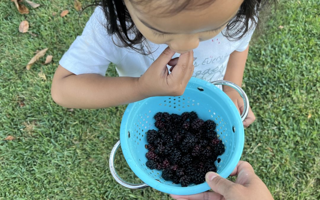 Patience and the Mulberry Tree